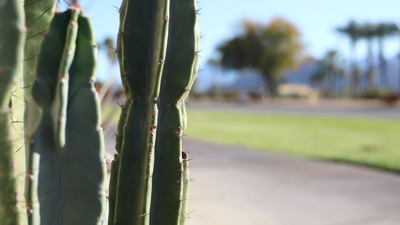 tallo verde de cactus san pedro que crece al lado de la carretera en california, américa del norte