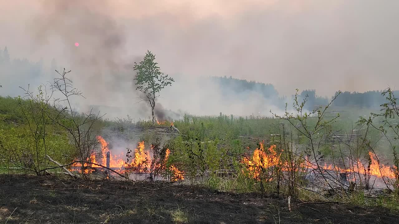 Ulmende grønt græs nær skov ved solnedgang