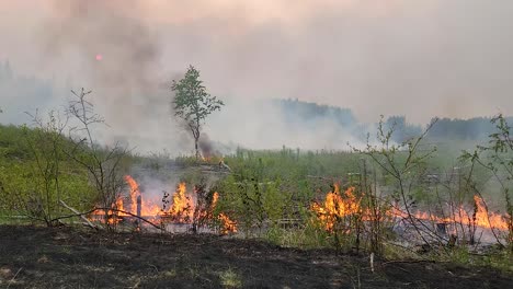 Smoldering-Green-Grass-Near-Forest-At-Sunset