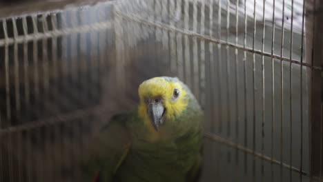 aestiva blue-fronted parrot inside a cage looking at camera. close-up, no people.