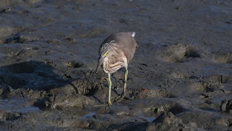 Una-De-Las-Garzas-De-Estanque-Encontradas-En-Tailandia-Que-Muestran-Diferentes-Plumajes-Según-La-Temporada