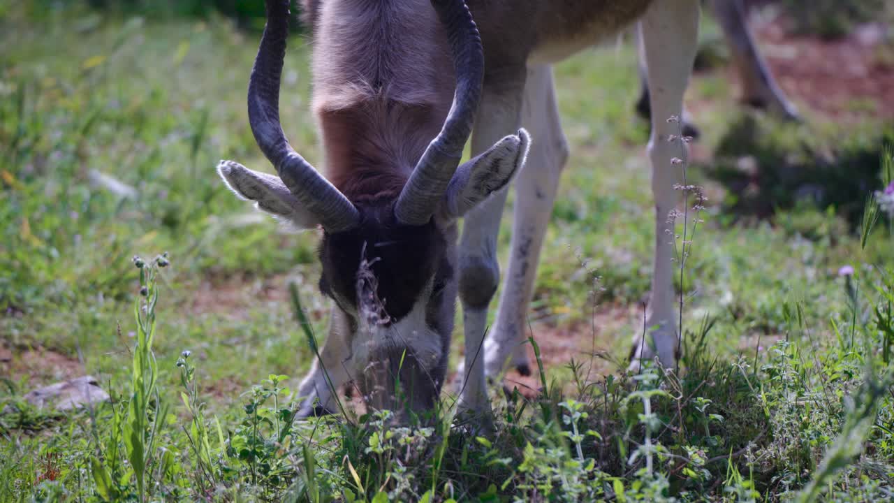 addax antelope grazing peacefully in green grass under sunlight at a wildlife reserve