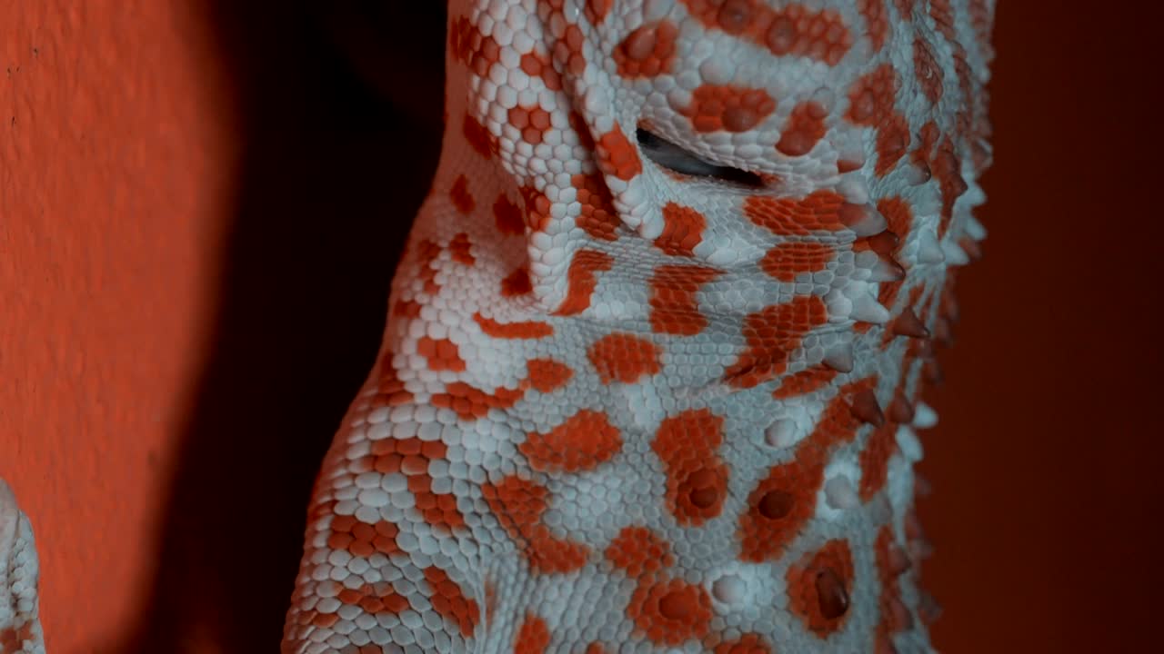 오렌지색 벽에 있는 게코