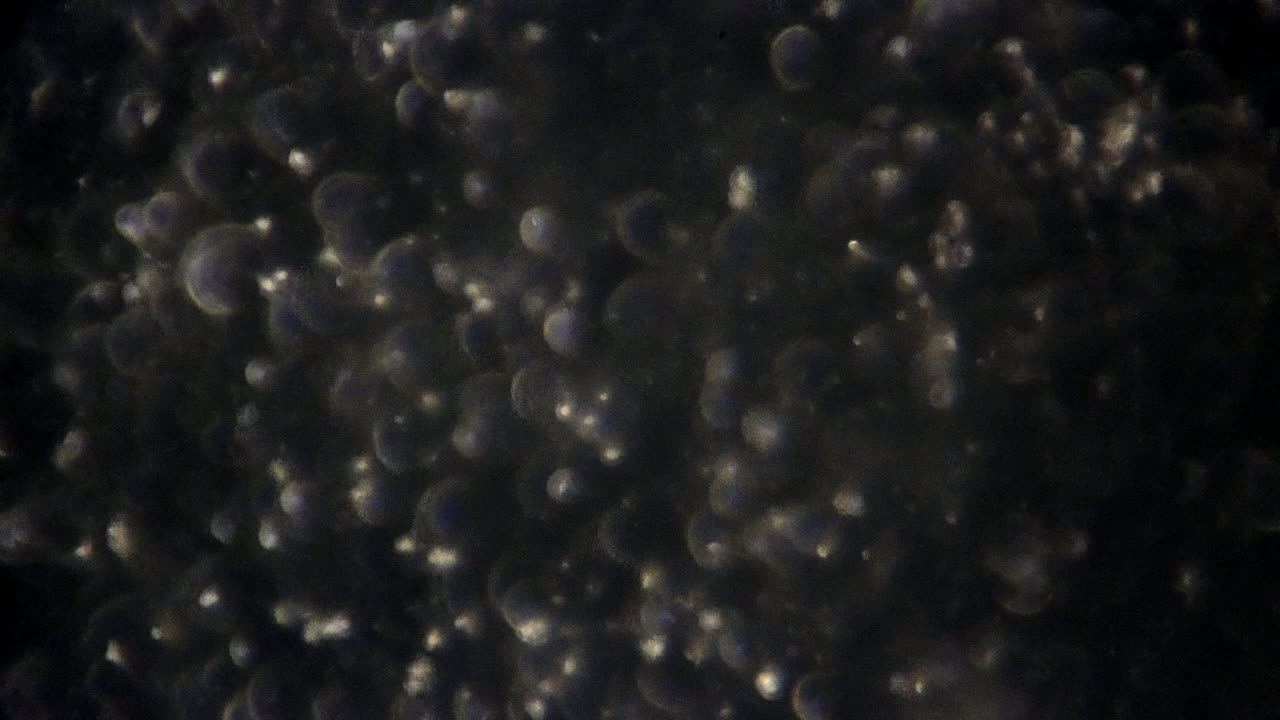 현미경 보기는 초점을 조정하여 정자 세포를 나타냅니다.