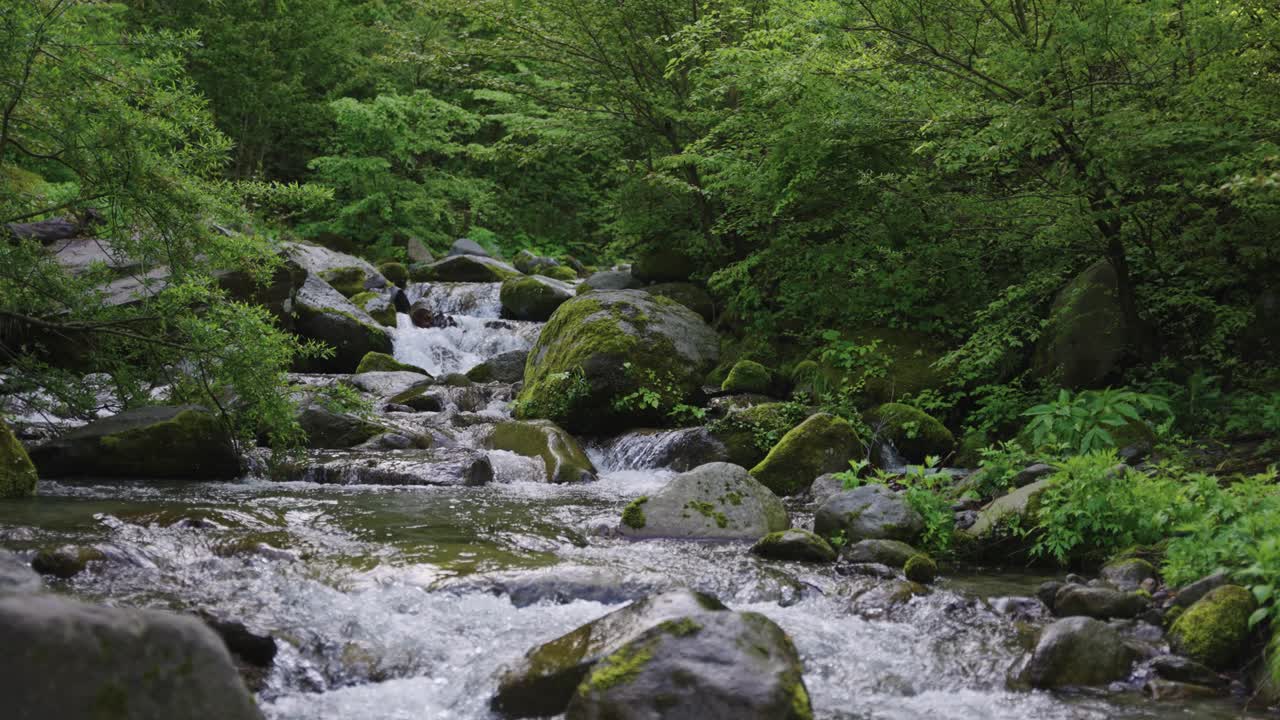 Grøn vild skov ved Daisen, Tottori Præfektur Japan