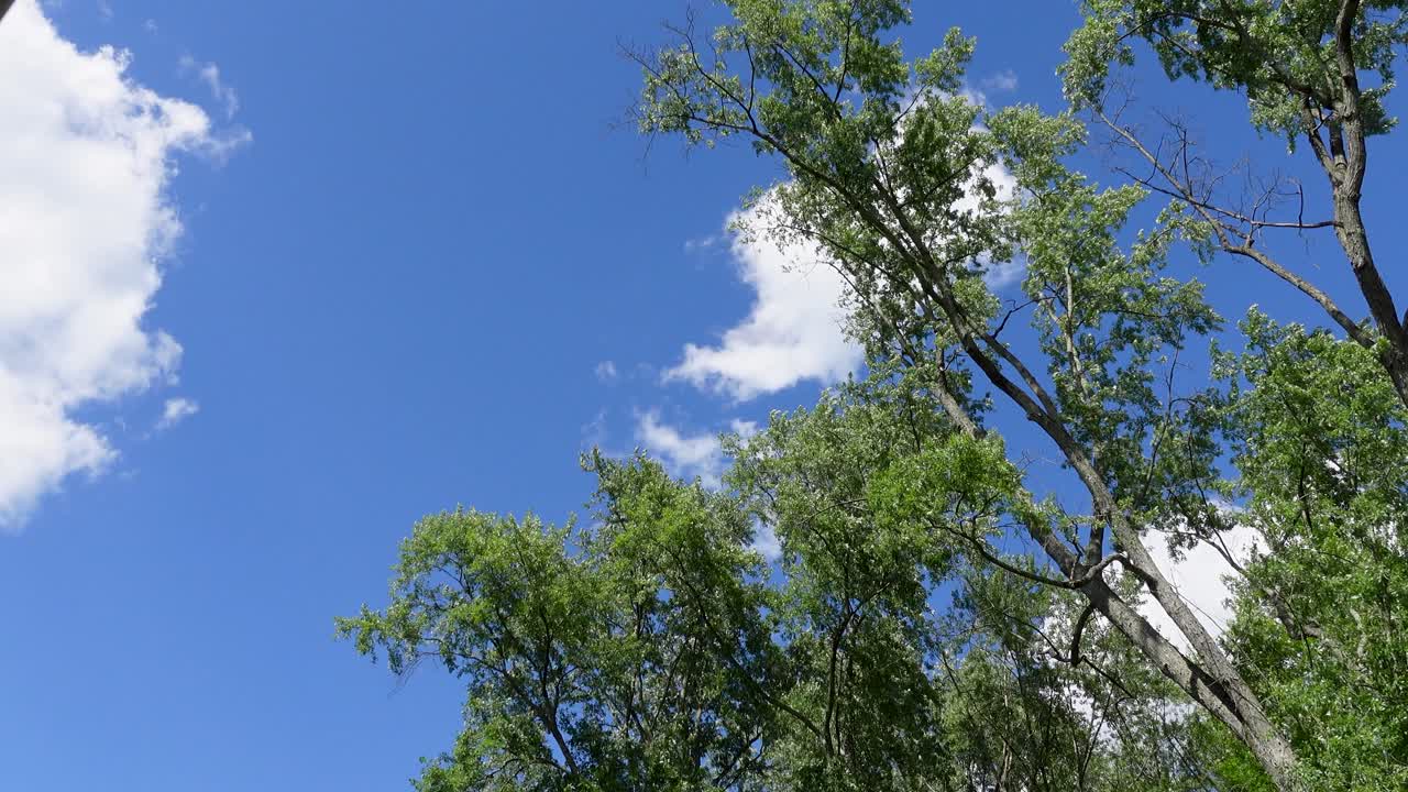 초원 나무와 푸른 하늘과 아름다운 구름의 하단 샷