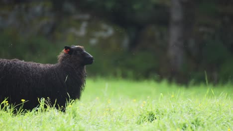 Eine-Nahaufnahme-Des-Schwarzen-Wolligen-Schafs,-Das-Auf-Der-Saftig-Grünen-Wiese-Spaziert