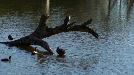 Flock-of-pied-cormorant,-coot-and-moorhen-perched-on-a-submerged-tree-branch-surrounded-by-calm-water-with-gentle-ripples-reflecting-the-soft,-natural-light