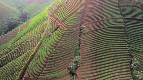 Terrazas-De-Plantaciones-Panyaweuyan-Espectaculares-Cultivos-Agrícolas-Bordeados-A-Primera-Hora-De-La-Mañana,-Abrazando-Las-Laderas-Volcánicas-Del-Paisaje-De-Indonesia