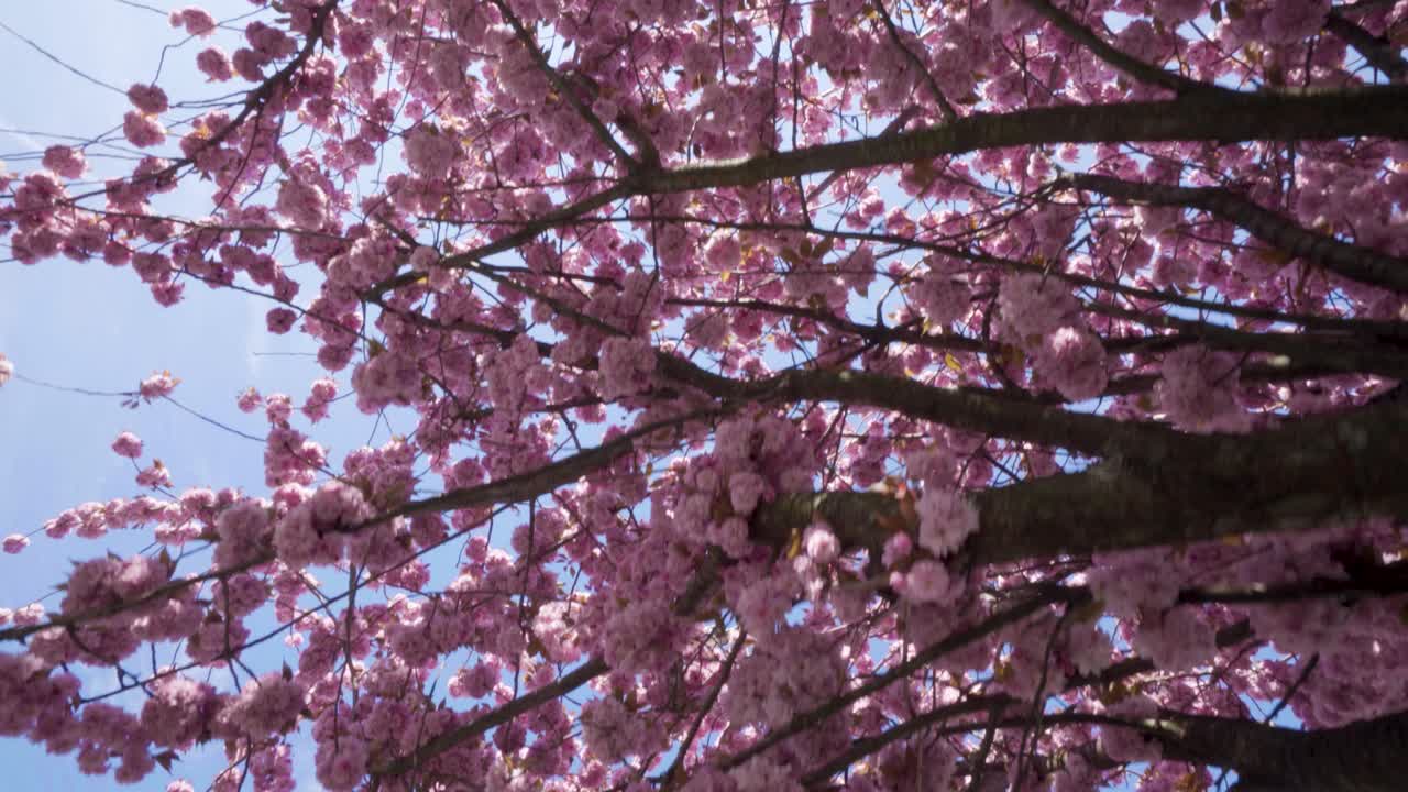 moviéndose lentamente a través del exuberante follaje de las flores de cerezo de primavera sakura, mirando hacia arriba, aéreo
