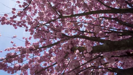 Moviéndose-Lentamente-A-Través-Del-Exuberante-Follaje-De-Las-Flores-De-Cerezo-De-Primavera-Sakura,-Mirando-Hacia-Arriba,-Aéreo