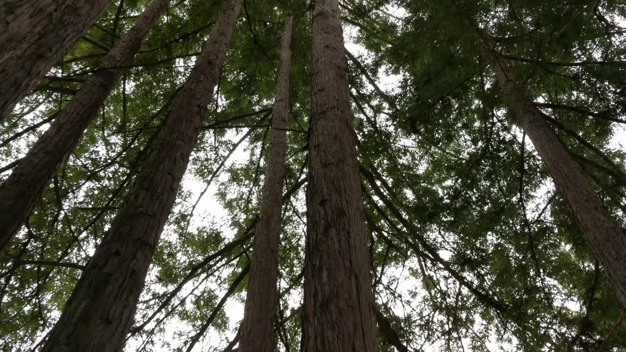 Redwood forest fallen tree on ground in 4k