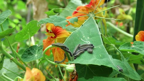 large cabbage white caterpillars on a nasturtium leaf