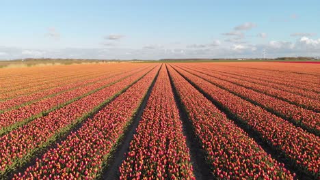 Aéreo:-Hileras-De-Tulipanes-Que-Crecen-En-El-Campo-De-Los-Países-Bajos,-Paisaje-De-4k