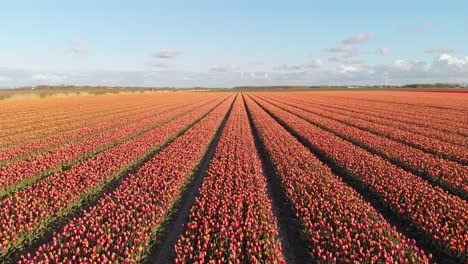 aéreo: hileras de tulipanes que crecen en el campo de los países bajos, paisaje de 4k