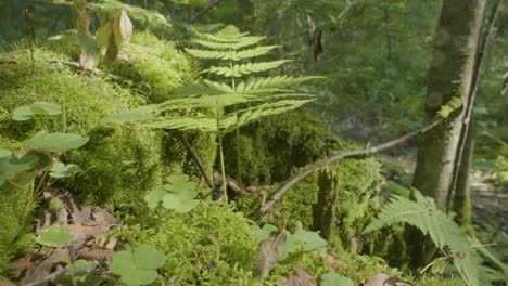 closeup of forest floor with moss and ferns