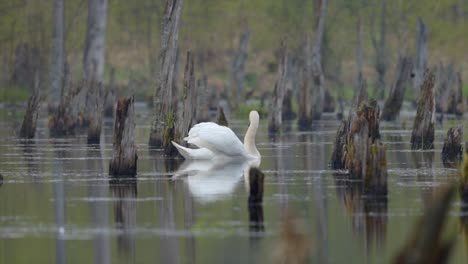 el contraste del paisaje en ruinas y los hermosos cisnes nadando en el pantano