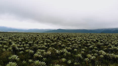 vista aérea del hermoso valle de los frailejones - colombia