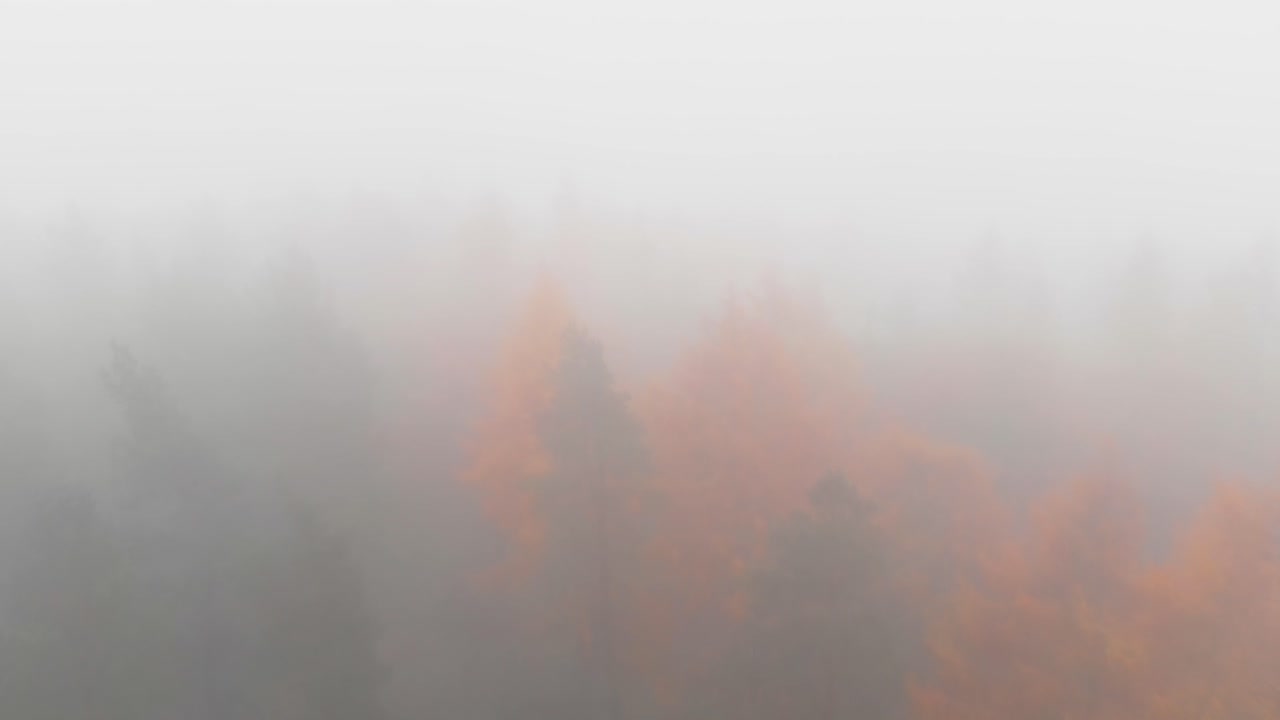 안개, 연무 및 성운으로 둘러싸인 숲의 다채로운 나무의 공중 역방향 영상