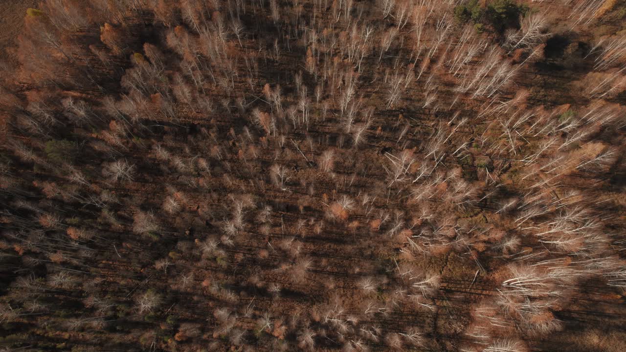 Riprese con drone dall'alto di una foresta mista di betulle in tardo autunno con lunghe ombre e calde tonalità marroni, un paesaggio naturale selvaggio sui Monti Urali, Russia