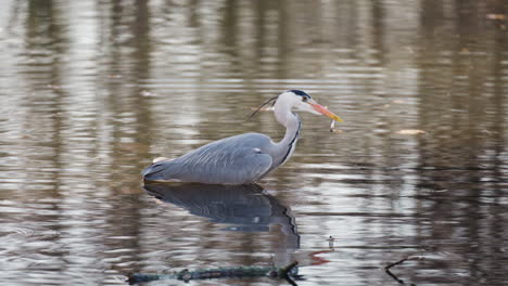 garza gris atrapando peces pequeños y sosteniendo presas en el pico de pie en un estanque poco profundo en el parque de berlín