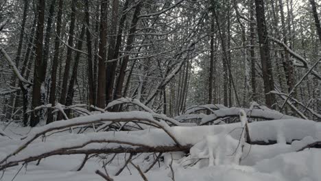 fresh snowfall covers trees and branches in dense urban forest slow left to right move