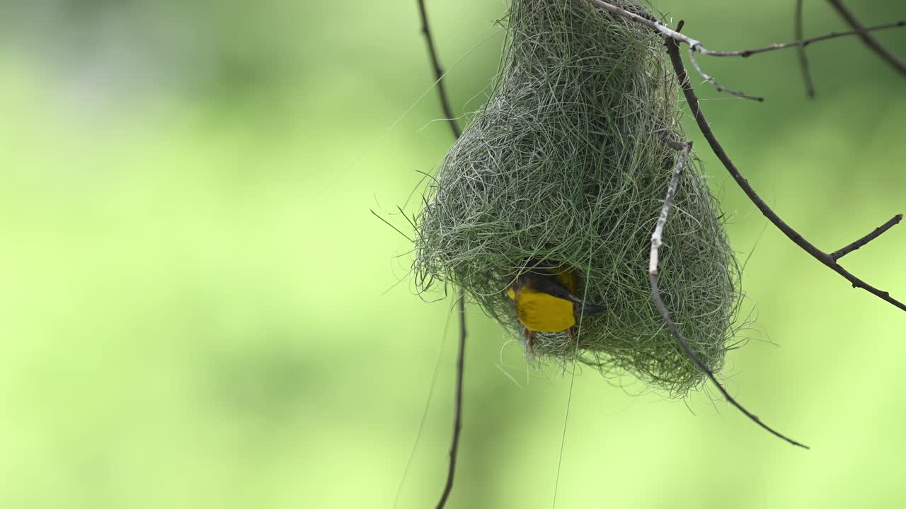Male Baya Weaver captured in action while weaving natural grass nest