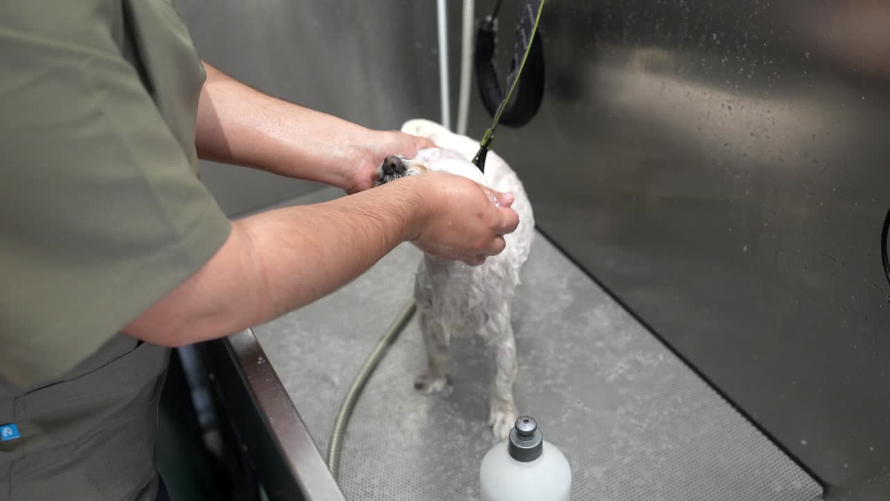 Professionel hundefrisør vasker en lille hvid hund i en kæledyrssalon