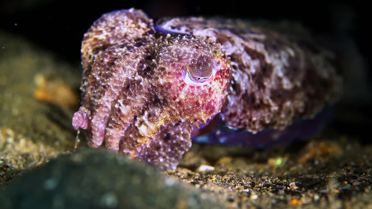 Giant Australian Cuttlefish Juvenile Sepia apama color change 4k 25fps
