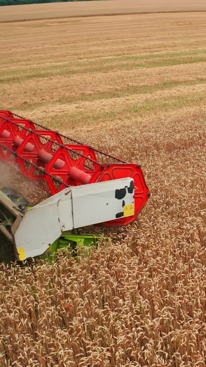 Red bright mowing mechanism of a harvester rotating and cutting ripe wheat. Side view. Huge golden plantation backdrop. Vertical video