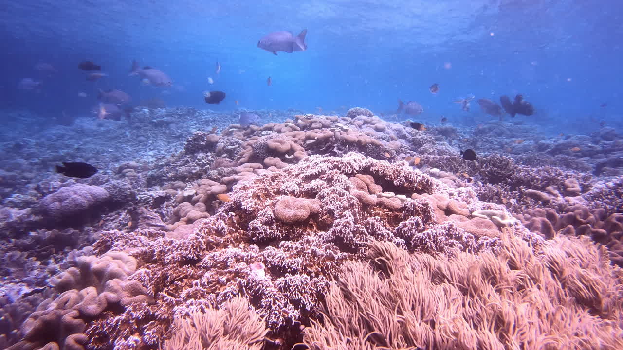 물고기 세계는 정말 아름답습니다.