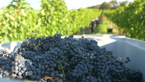 uvas azules en tractor en viñedo