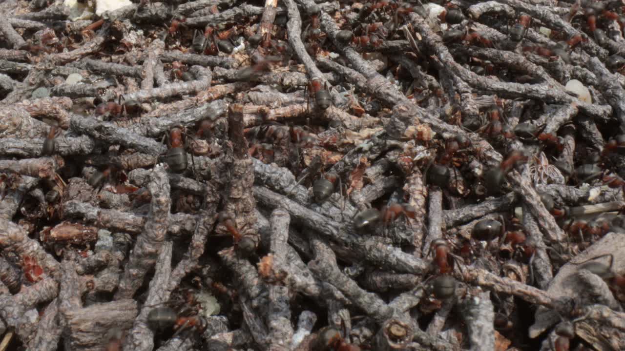 Wild mierennest in het bos, super macro close-up opname