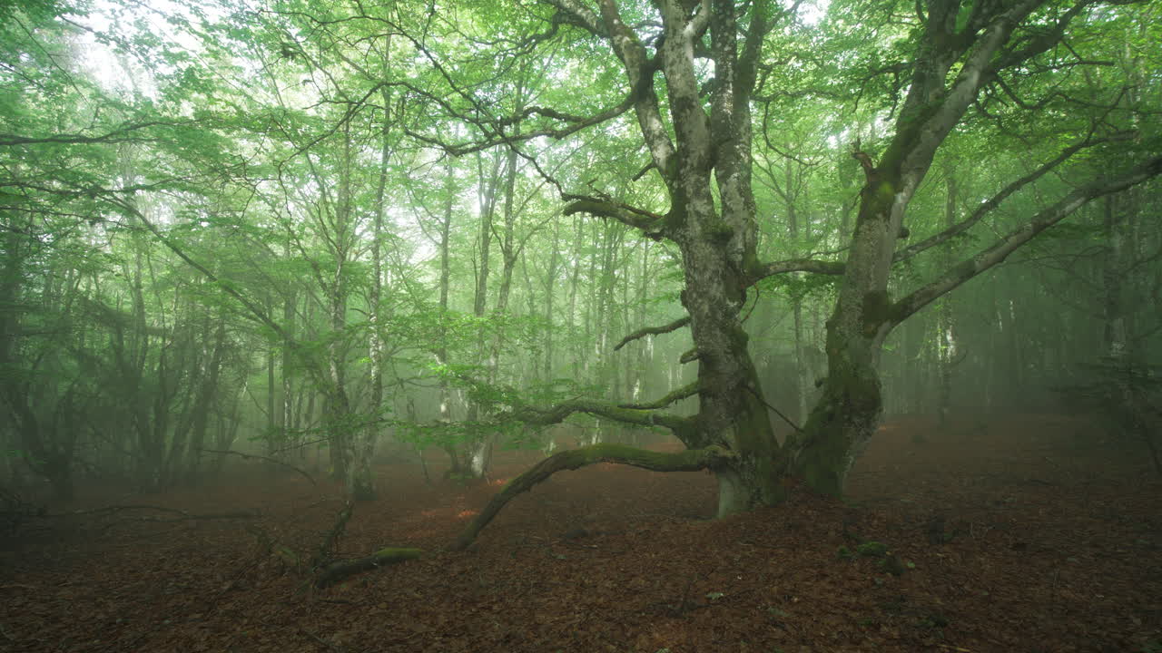 a misty beech forest in the Pilat park in france