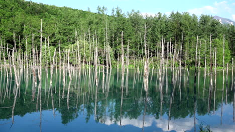 shirogane blue pond with green trees in clean water hokkaido japan tripod shot