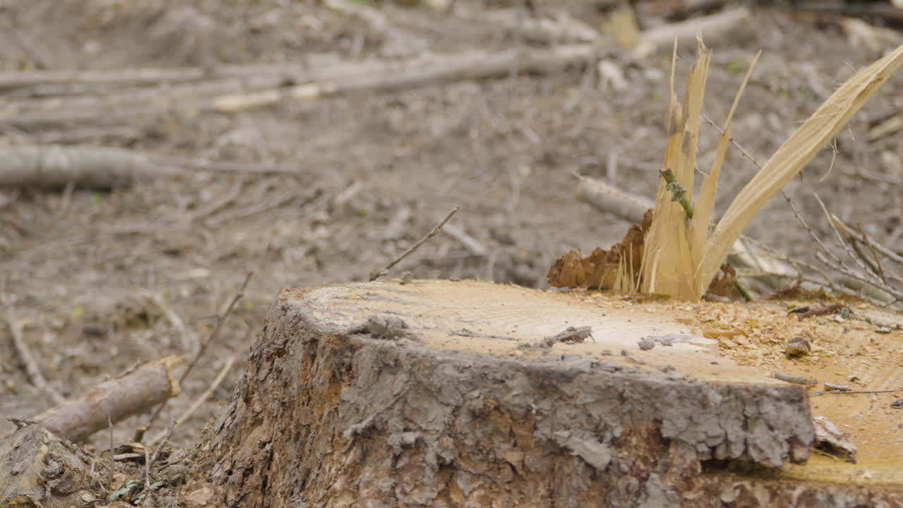 Freshly Cut Stump of a Pine Tree at the feeling logging site - panning close-up