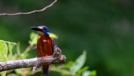 El-Martín-Pescador-De-Orejas-Azules-Es-Un-Pequeño-Martín-Pescador-Que-Se-Encuentra-En-Tailandia-Y-Es-Buscado-Por-Los-Fotógrafos-De-Aves-Debido-A-Sus-Hermosas-Orejas-Azules,-Ya-Que-Es-Una-Pequeña,-Linda-Y-Esponjosa-Bola-De-Plumas-Azules-De-Un-Pájaro