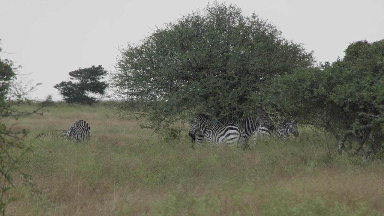 Zebre allo stato brado in Kenya 4