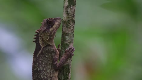 Very-close-capture-of-this-individual-facing-to-the-right-while-moving-its-eye,-Scale-bellied-Tree-Lizard-Acanthosaura-lepidogaster,-Thailand