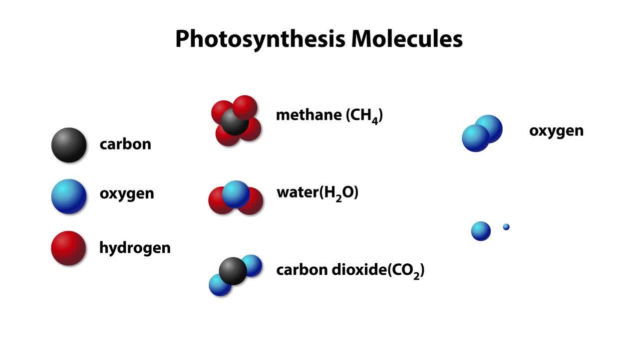 광합성에서 분자의 시각적 표현