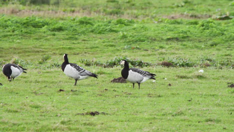 barnacle geese with black and white plumage grazing in grassy meadow