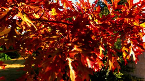 herfstkleuren komen net voor de herfst binnen, de bladeren van de zomer veranderen in rood, geel, oranje en bruin van de herfst