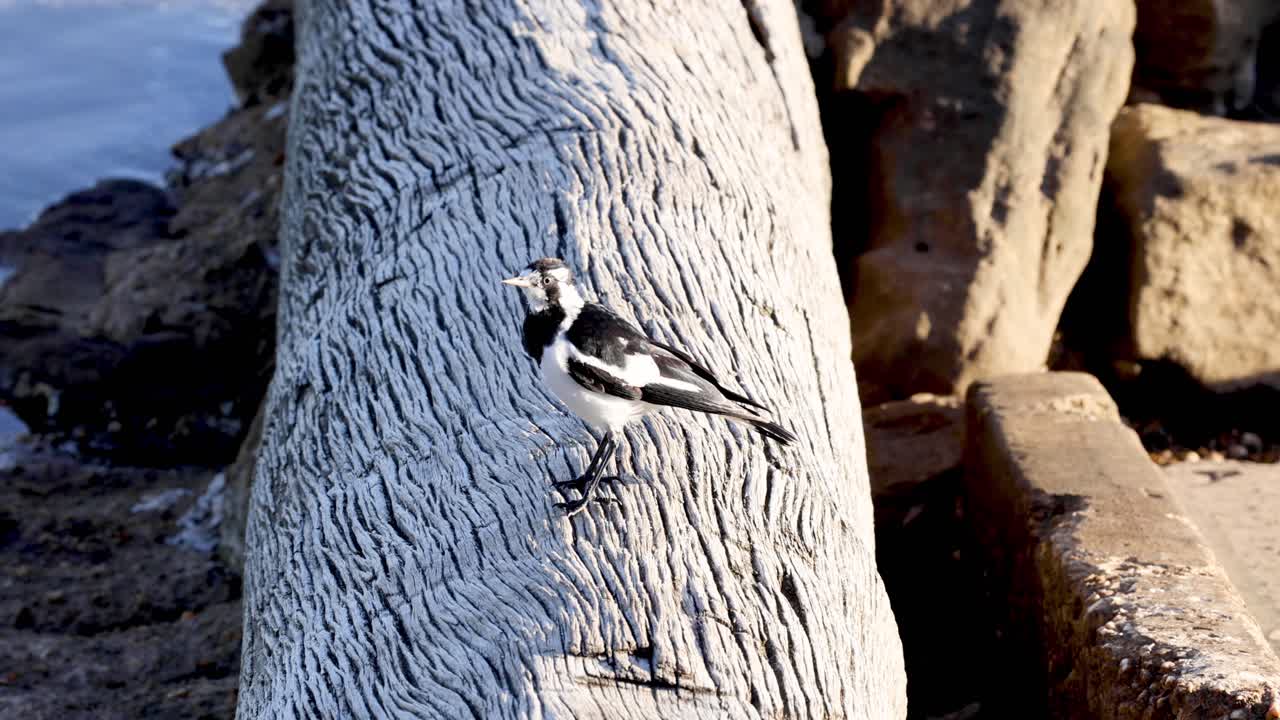 A bird moves along a grooved wooden log.
