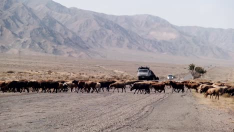 conduciendo alrededor de naryn, kirguistán, hermosos paisajes salvajes vírgenes