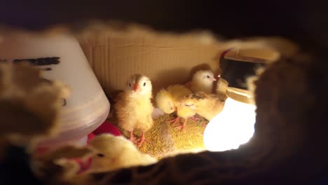 Peeking-through-a-hole--Incubating-chicks-in-a-box--close-up