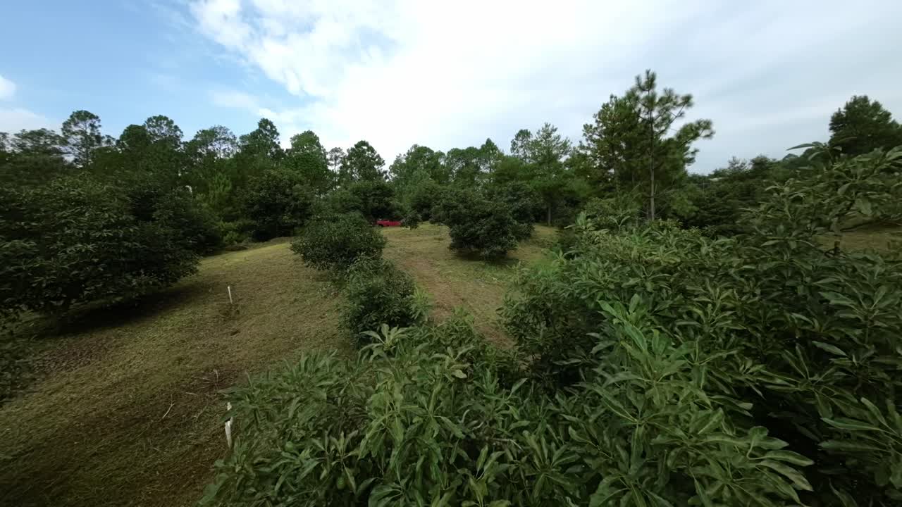FPV DRONE SHOT OF AN AVOCADO FARM IN TANCITARO