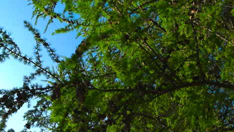 looking up view of fluffy larch tree branches swaying in the wind against the bright blue sky. small cones dot the spreading branches with soft green needles in sunlight. vibrant spring fresh greenery
