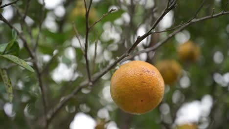 hermosa naranja antes de ser cortada del árbol con un bonito fondo