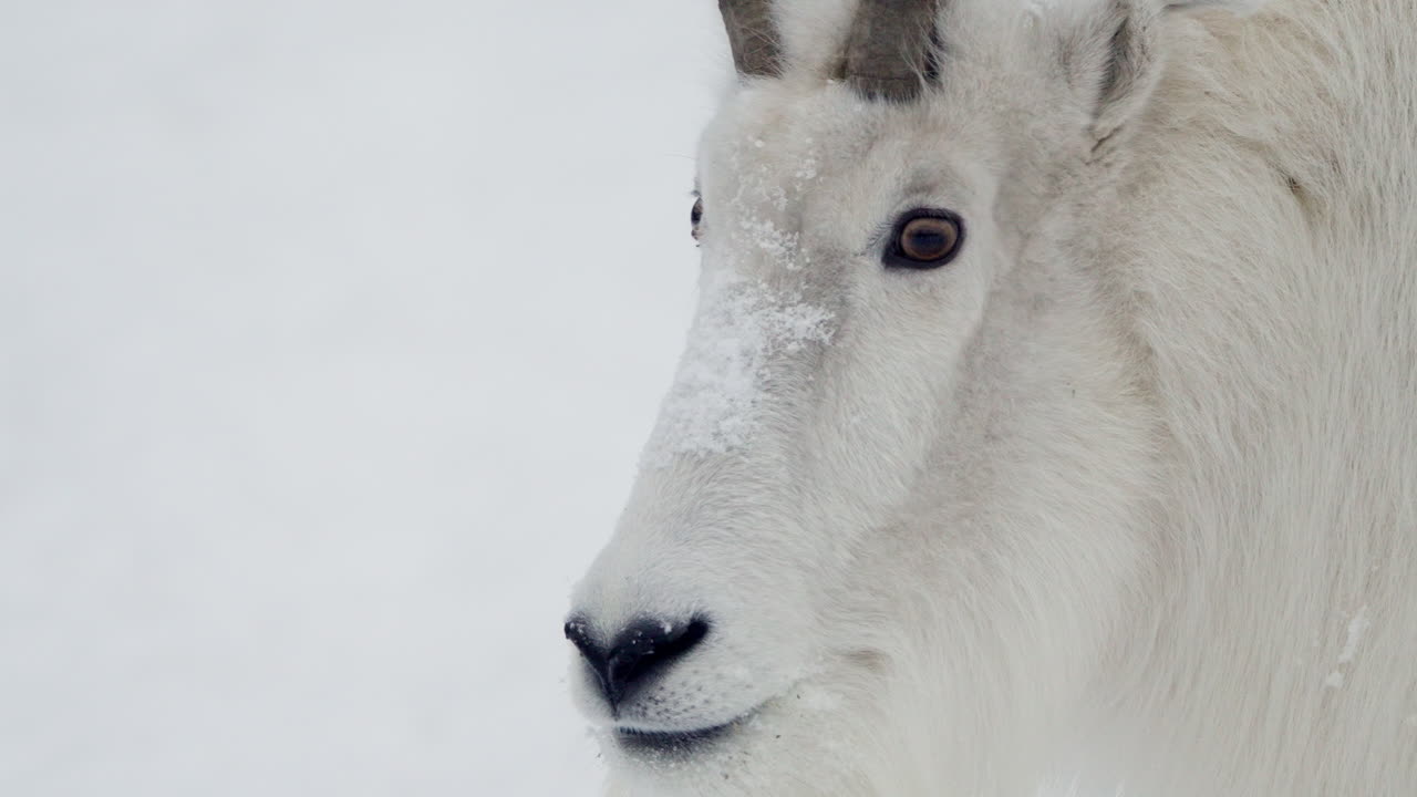 캐나다 유콘 주 화이트호스 (whitehorse, yukon, canada) 에서 산 염소의 근접 사진