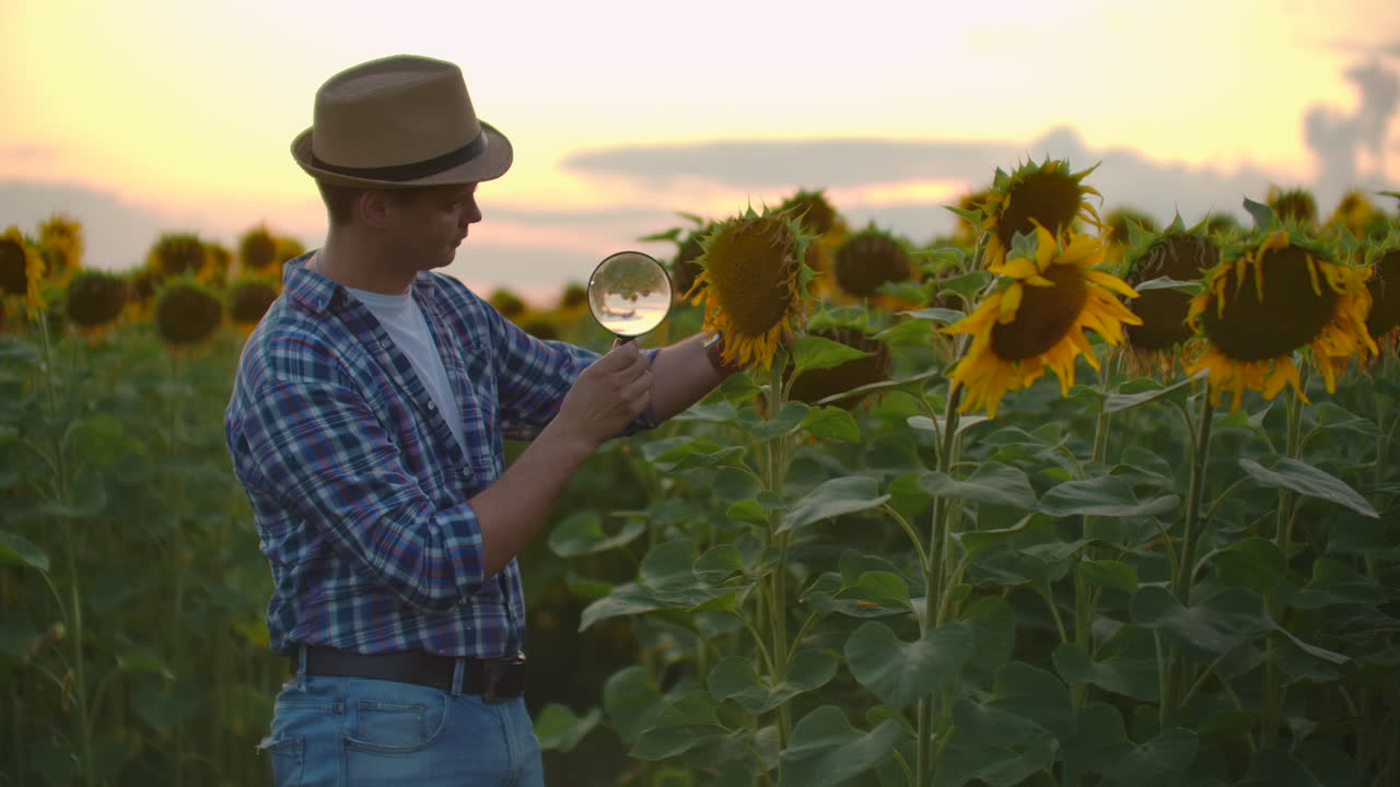 un agricultor examina un girasol a través de una lupa en el campo en la noche de verano. un macho joven escribe las características de un girasole en un libro electrónico o tableta